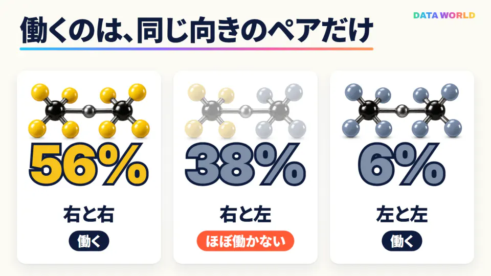 明るいクリーム色の背景に、3枚のカード。左は黄色の分子2つの組で「56%」「右と右」「働く」、真ん中は黄色と灰色の分子が色あせた組で「38%」「右と左」「ほぼ働かない」、右は灰色の分子2つの組で「6%」「左と左」「働く」。上に大きく「働くのは、同じ向きのペアだけ」